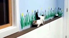 2 cats fight. .  😸😸😸