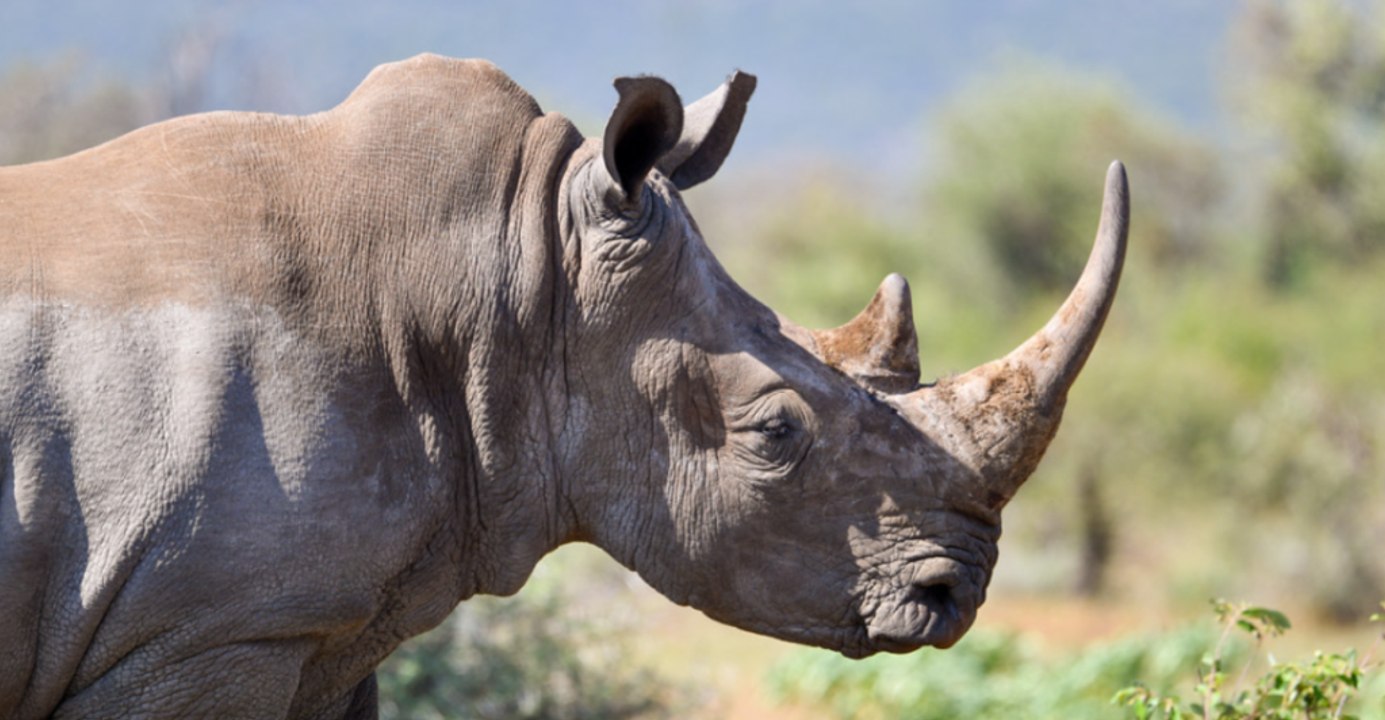 Tech Aims to Restore the Northern White Rhino