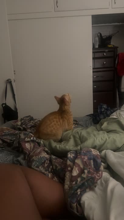 Cat Jumps And Turns On Ceiling Light