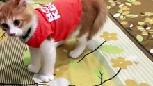 Wrong adoption. . 😸😸😸