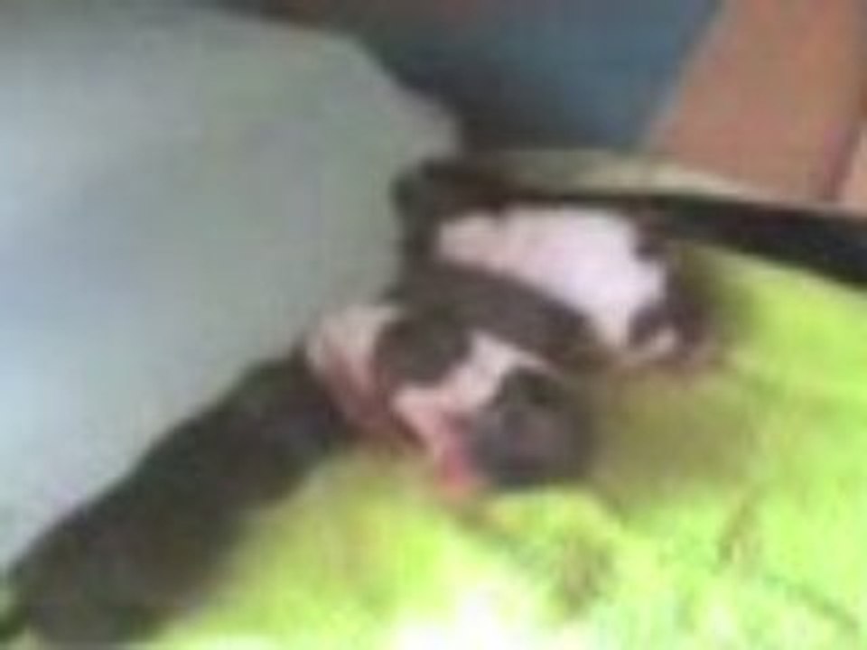 Ils sont nés le 08/07/08 Mes 4 bébés Chihuahuas