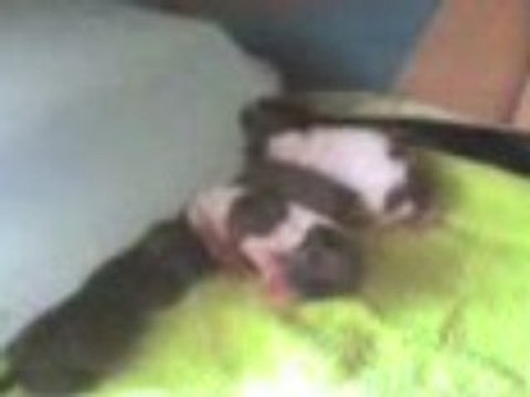 Ils sont nés le 08/07/08 Mes 4 bébés Chihuahuas