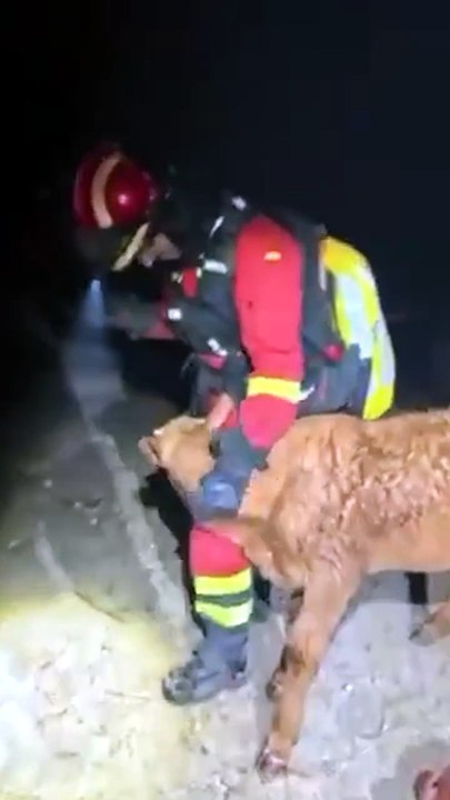 Los ánimales, las víctimas sin voz de los incendios forestales.