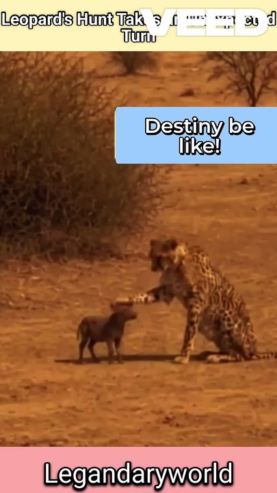 Baby Animal Survives Leopard Attack | Nature's miracle | Lucky Escape #wildlife #animal
