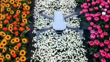 Entre Flores