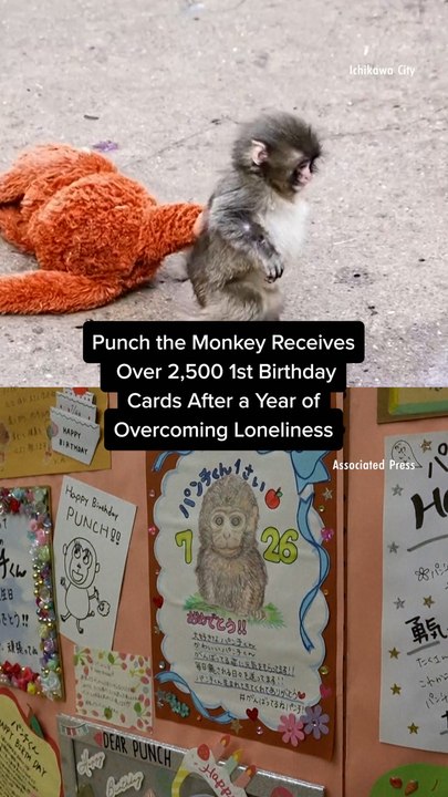 Punch the Monkey Receives Over 2,500 1st Birthday Cards After a Year of Overcoming Loneliness