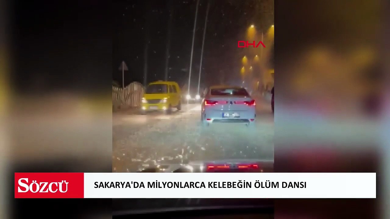 Sakarya'da milyonlarca kelebeğin ölüm dansı