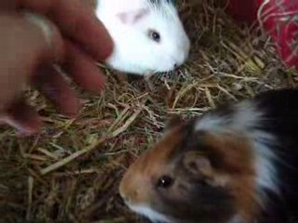 lulu et lili