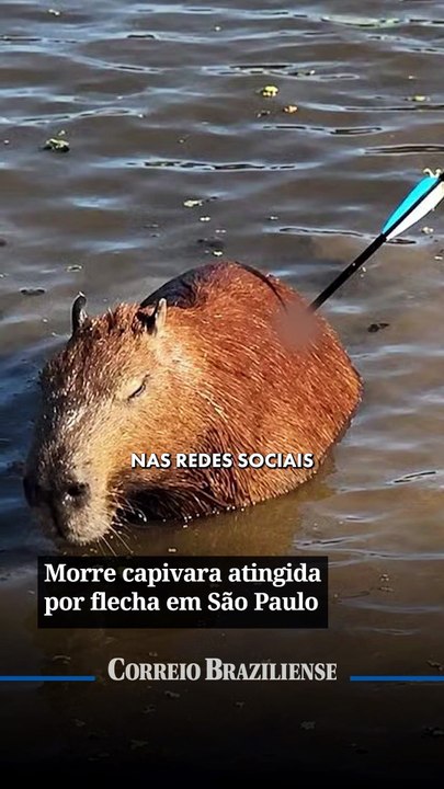 Morre capivara atingida por flecha em São Paulo