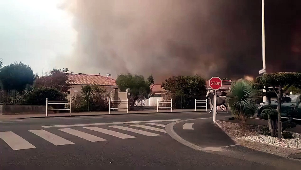 Liberan caballos en Francia por incendio.