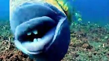 Por que esse peixe BONITO é tão perigoso? 😳