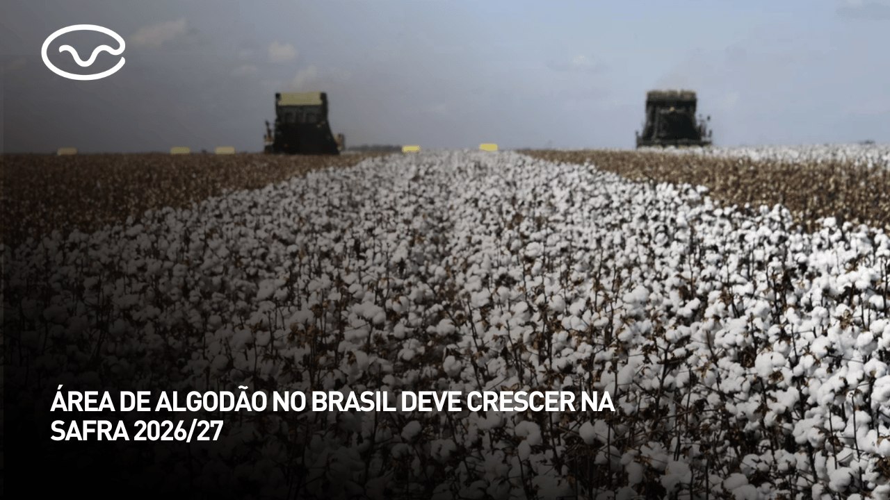 Área de algodão no Brasil deve crescer na safra...