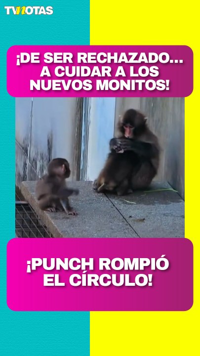 ¡El final que todos esperaban! Punch, el monito rechazado, ahora cuida a los nuevos bebés