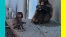 ¡El final que todos esperaban! Punch, el monito rechazado, ahora cuida a los nuevos bebés