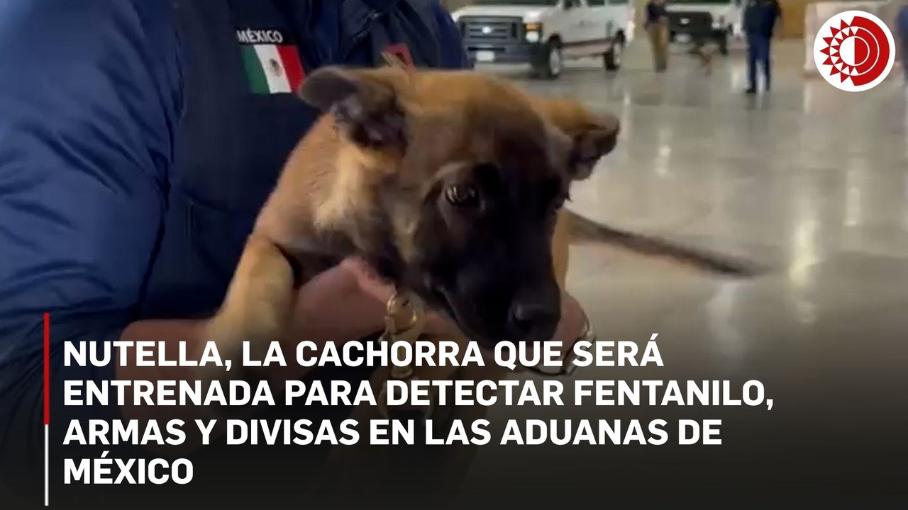 Nutella, la cachorra que será entrenada para detectar fentanilo, armas y divisas en las aduanas de México