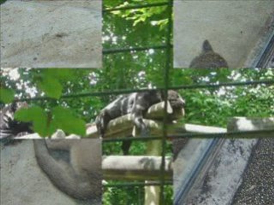 Beauval, 4 juin 2008