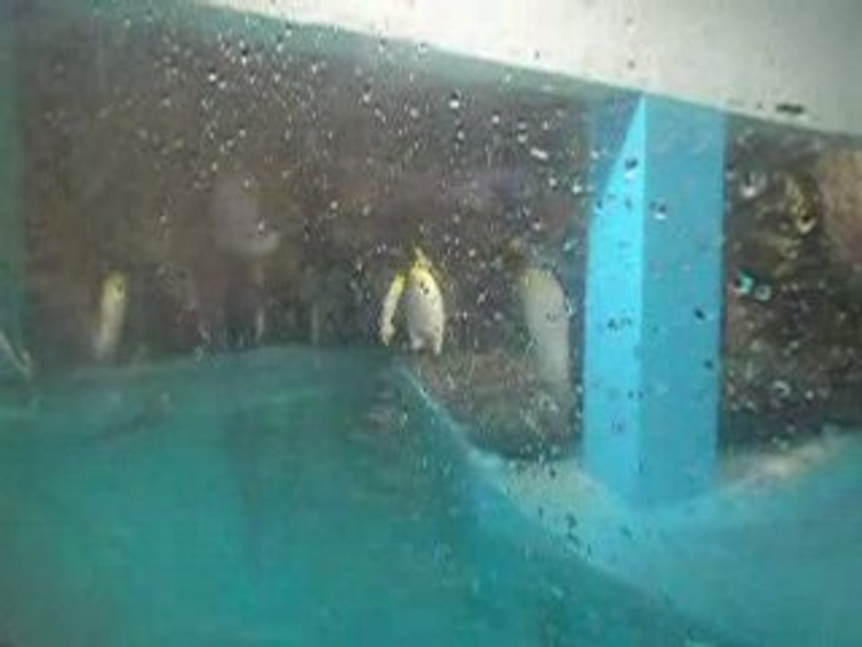 Les pingouins