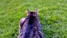 😹 Funny Cat Compilation 2026 – Non Stop Laughter Guaranteed  39