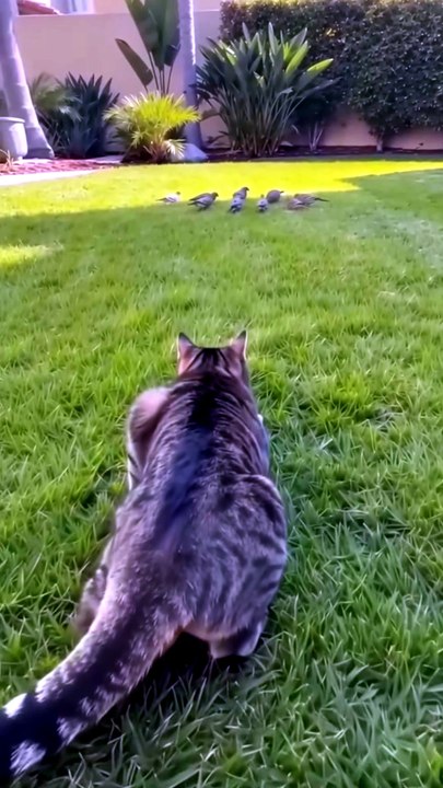 😹 Funny Cat Compilation 2026 – Non Stop Laughter Guaranteed  39