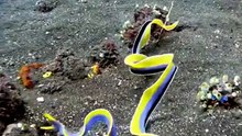 Video in underwater part 2