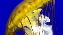 Video in underwater part 1