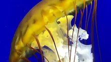 Viral video in underwater