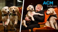 Seeing eye dogs' day out to learn theatre etiquette