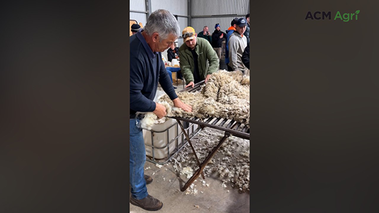 2026 Wunkar Hogget Competition