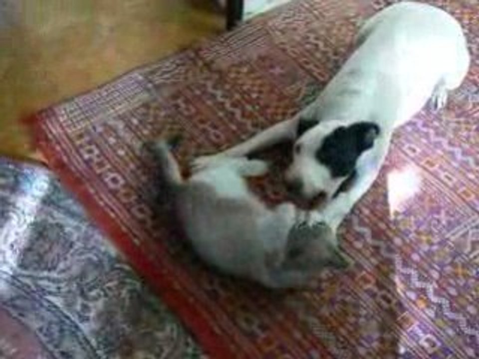 S'entendre comme chien et chat