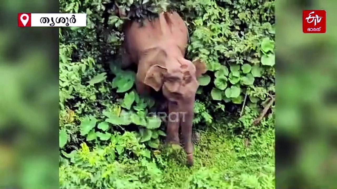 അതിരപ്പിള്ളിയിൽ ദാരുണ കാഴ്‌ച: തുമ്പിക്കൈ അറ്റ നിലയിൽ കാട്ടാനയെ കണ്ടെത്തി