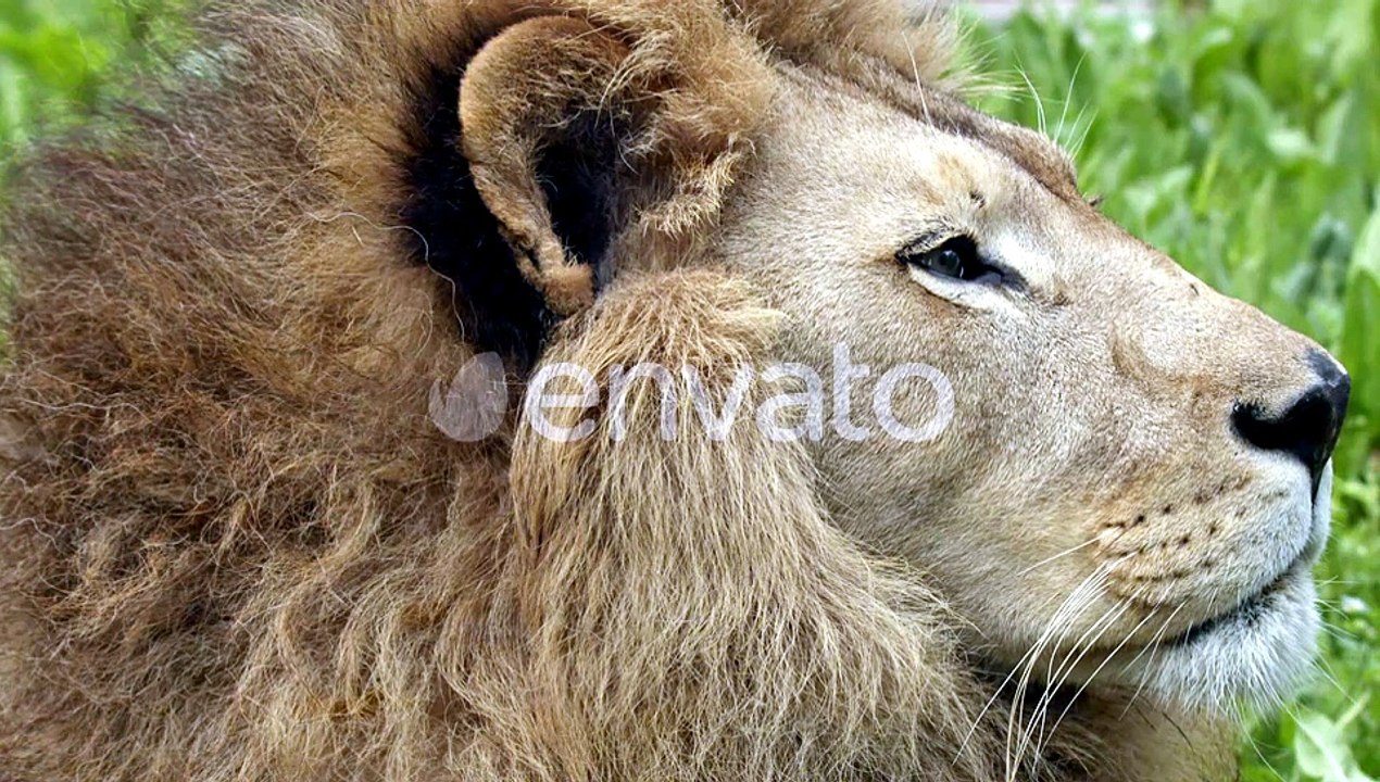 Lion Majestic Face in Wild Grass Close Up