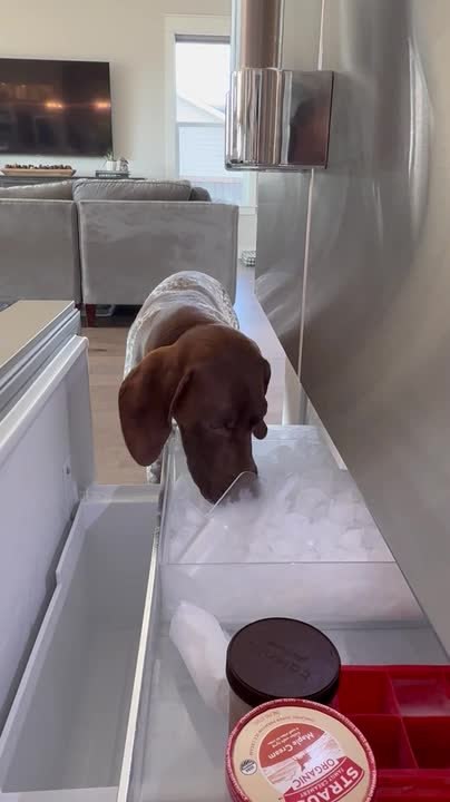 Dog Helps Himself To Ice Cubes