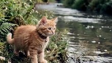 龟大哥助小猫过河 Tortoise helps kitten crosses river