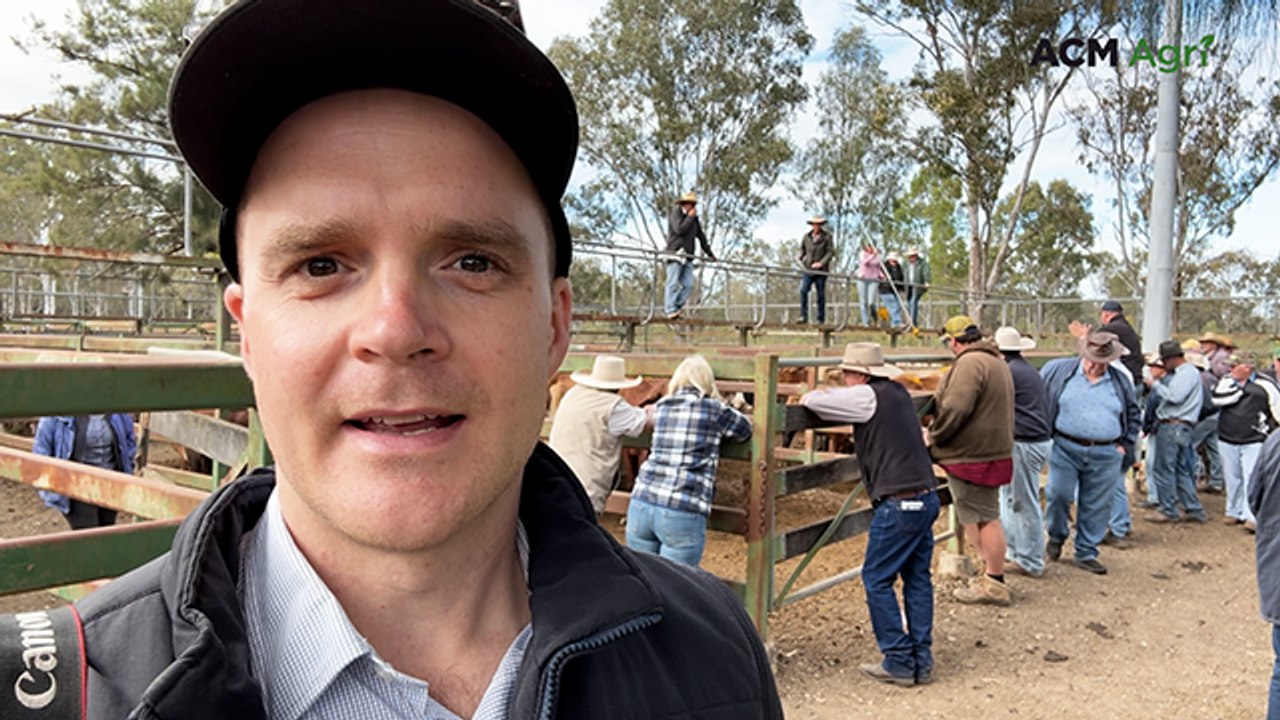 Feeder steers sell to $2500 a head at Moreton in weaner-dominated yarding