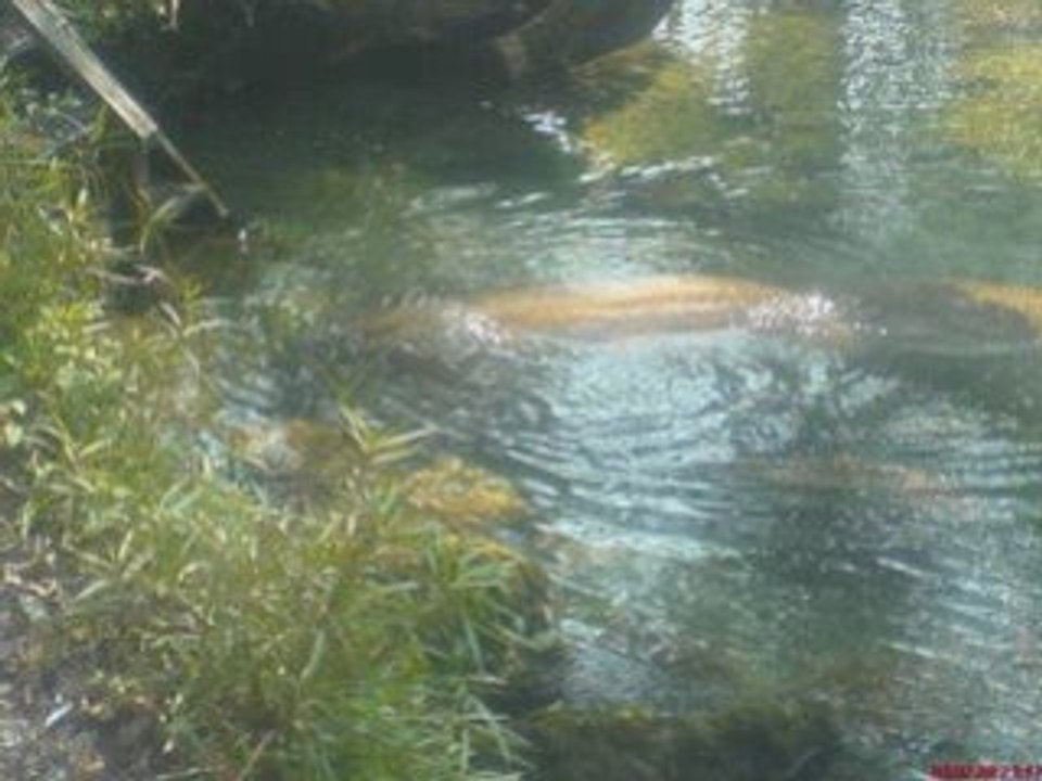 Florida Manatees at Homosassa Springs