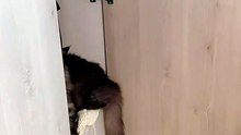 Fashion & Clothes Lover :) #cat #funnycat #catlover #mainecoon