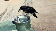 Un corbeau s’abreuve à une fontaine en pleine canicule dans un parc américain