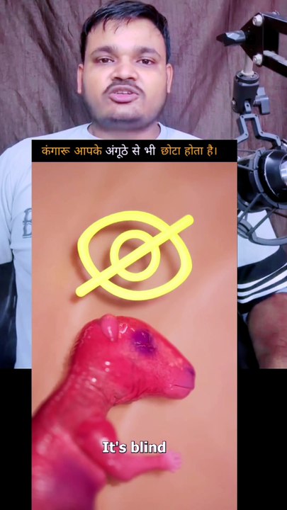 कंगारू आपके अंगूठे से भी छोटा होता है। यह अंधा होता #viralreelsシ #viralpost  #viralreelsfacebook #reelschallenge #reelsvira  シ #reelsviral #reelsfbシ #reelsvideoシ #reelsfacebook #reels #shorts #shortsvideos #shortsfeed #shortstory  #shortsreels#viralreels