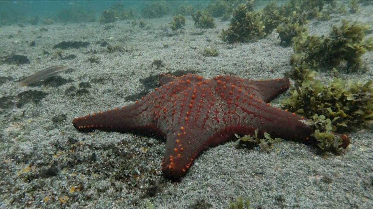 What Causes Starfish to Turn to Goo? Scientists Explain