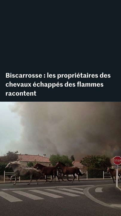 Incendies : leurs chevaux ont échappé aux flammes, ils racontent