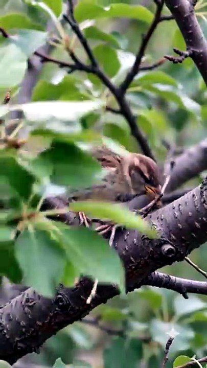 چھوٹی چڑیا کی ہمت | کبھی ہار نہ مانو | سبق آموز کہانی: