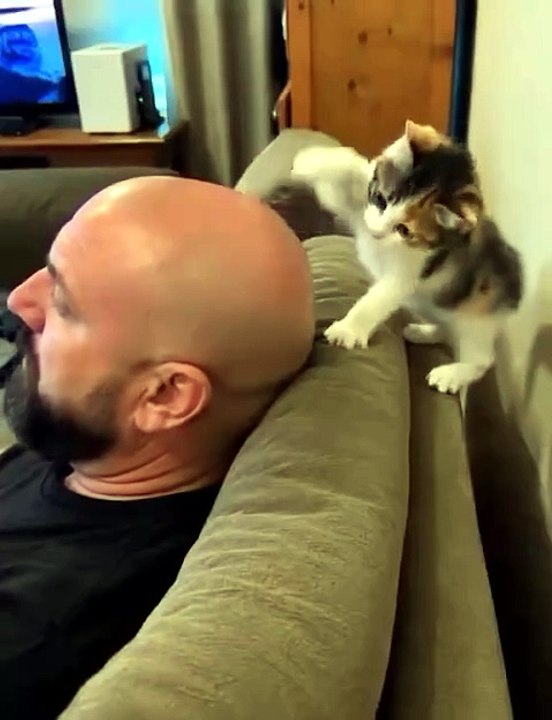 I’M CRYING 😭 The cat really said, “Maybe if I massage it enough… the hair will come back.” 🐱🥹💀