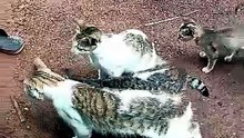 Cute Beautiful Cat Video