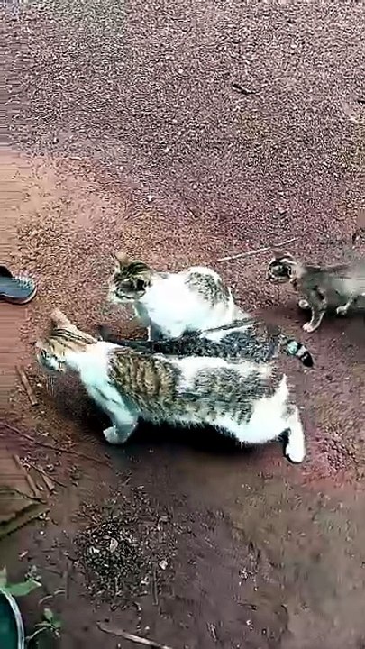 Cute Beautiful Cat Video