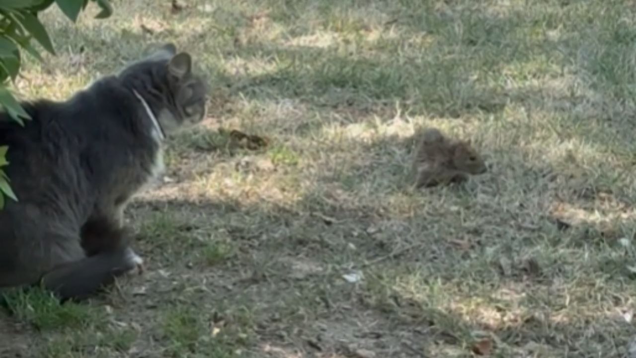 The Cat Sits Still Until The Mouse Takes Over