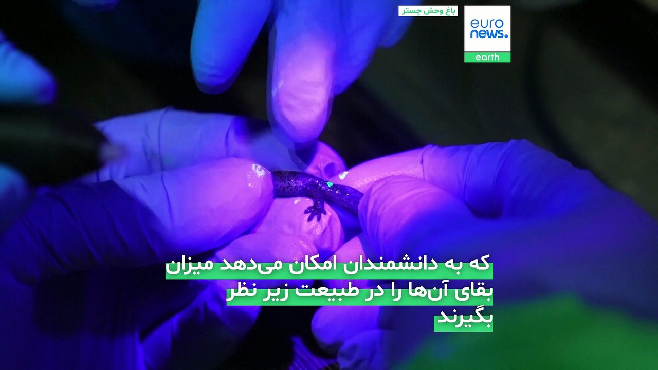 بازگشت یکی از نادرترین سمندرهای اروپا به طبیعت اسپانیا پس از تکثیر موفق در بریتانیا
