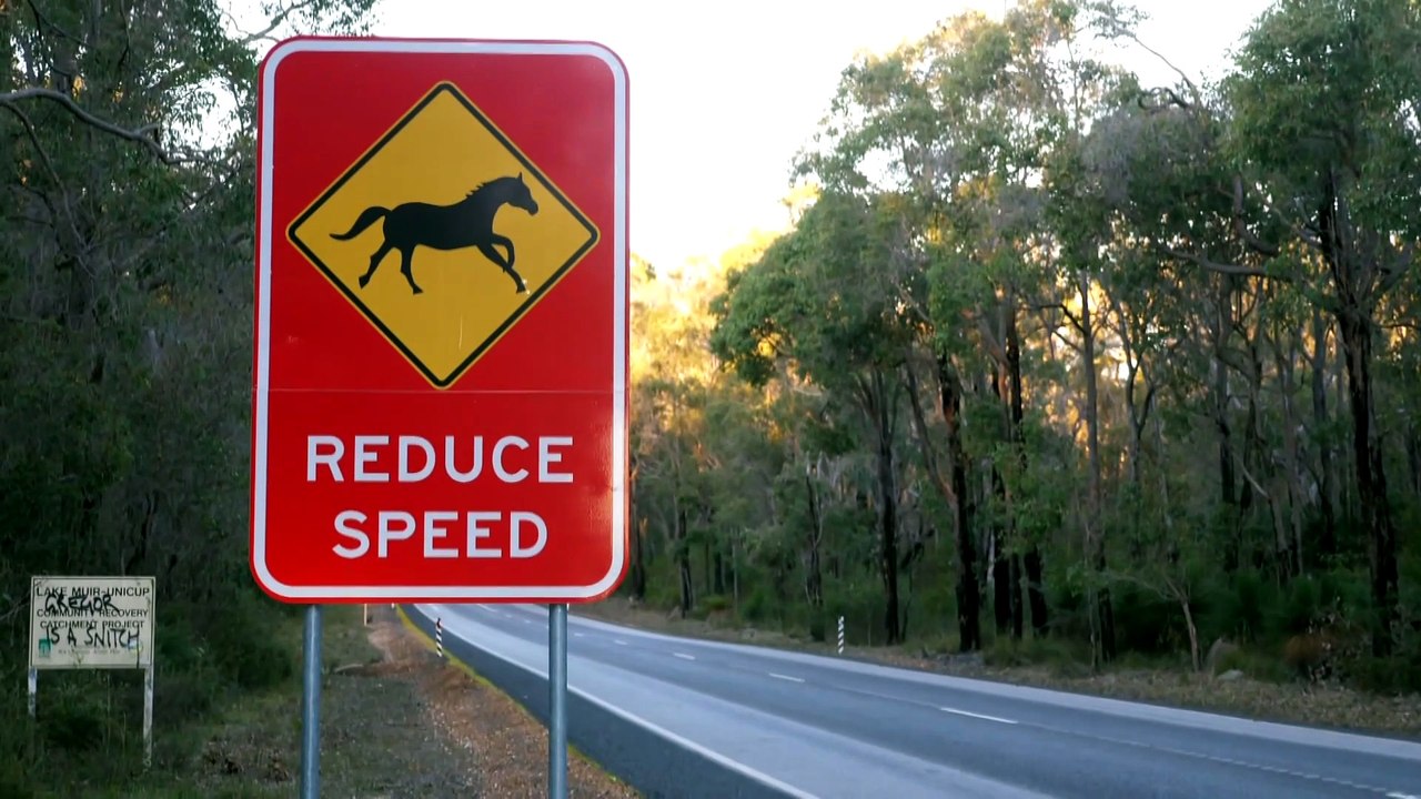 Invasive Species Council calls for cull of feral horses at Lake Muir in WA