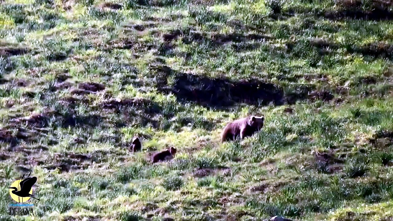Due mamme orse con i loro sei cuccioli, le straordinarie immagini sui Pirenei