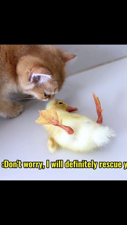 A kitten saved a duckling, and the duckling cam...