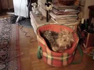 chico se sèche après le bain